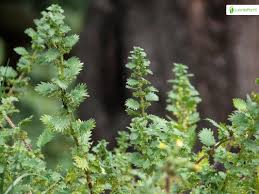 Attēlu rezultāti vaicājumam “Urtica urens leaf”