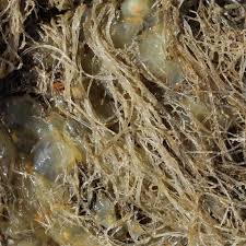 Attēlu rezultāti vaicājumam “Bryozoa”