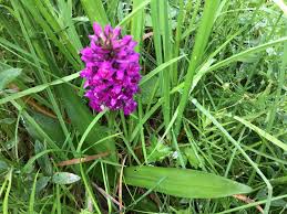 Attēlu rezultāti vaicājumam “Dactylorhiza majalis subsp. baltica flower”