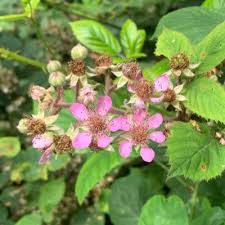 Attēlu rezultāti vaicājumam “Selinum carvifolia flower”
