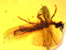 Attēlu rezultāti vaicājumam “Raphidioptera”