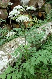 Attēlu rezultāti vaicājumam “Angelica sylvestris”