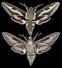 Attēlu rezultāti vaicājumam “Hyles gallii imago”