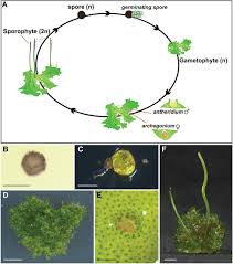 Attēlu rezultāti vaicājumam “Anthocerotopsida”