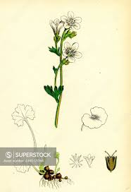 Attēlu rezultāti vaicājumam “Saxifraga granulata”