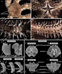Attēlu rezultāti vaicājumam “Ophiotheca sp.”