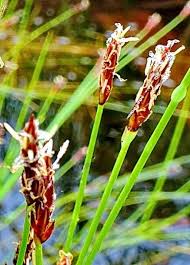 Attēlu rezultāti vaicājumam “Eleocharis uniglumis fruit”