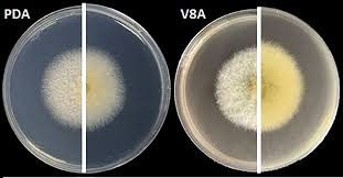 Attēlu rezultāti vaicājumam “Licea pusilla macro”