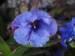 Attēlu rezultāti vaicājumam “Pulmonaria angustifolia”