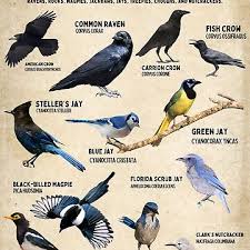 Attēlu rezultāti vaicājumam “Corvidae”