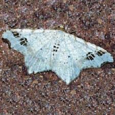 Attēlu rezultāti vaicājumam “Macaria notata”