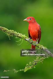 Image result for Piranga rubra