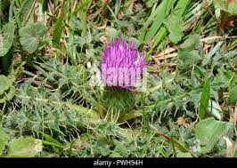 Attēlu rezultāti vaicājumam “Cirsium acaule leaf”