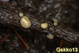 Attēlu rezultāti vaicājumam “Vibrissea decolorans”