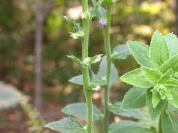 Attēlu rezultāti vaicājumam “Lobelia dortmanna bud”