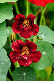 Image result for Tropaeolum minus