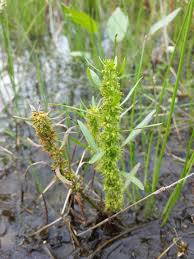 Attēlu rezultāti vaicājumam “Rumex maritimus”