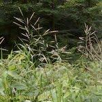 Attēlu rezultāti vaicājumam “Bromopsis inermis fruit”