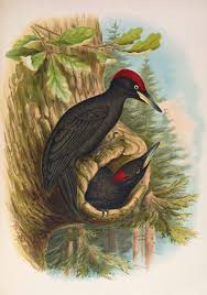 Attēlu rezultāti vaicājumam “Dryocopus martius”