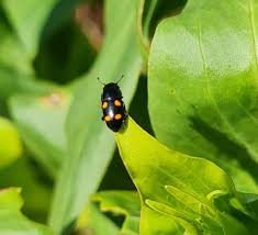 Attēlu rezultāti vaicājumam “Glischrochilus hortensis”
