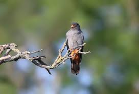 Attēlu rezultāti vaicājumam “Falco vespertinus”