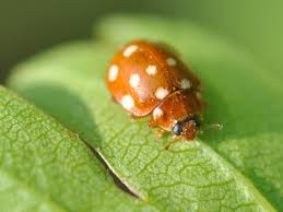 Attēlu rezultāti vaicājumam “Calvia quatuordecimguttata”