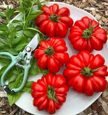 Afbeeldingsresultaat voor costoluto genovese tomato