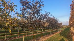 Attēlu rezultāti vaicājumam “Juglans regia”