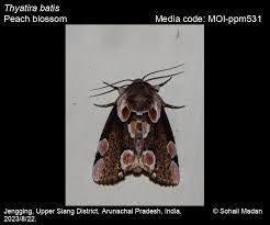 Attēlu rezultāti vaicājumam “Thyatira batis”