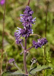 Image result for Salvia verticillata