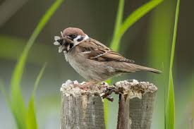 Image result for Passer montanus
