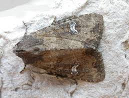 Attēlu rezultāti vaicājumam “Celaena leucostigma”