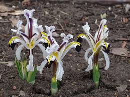 Attēlu rezultāti vaicājumam “Iris rosenbachiana”