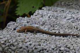 Attēlu rezultāti vaicājumam “Lacerta vivipara female”