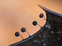 Attēlu rezultāti vaicājumam “Collaria rubens spores”