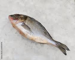 Image result for Sparus aurata