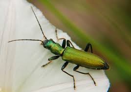 Attēlu rezultāti vaicājumam “Chrysanthia viridissima”