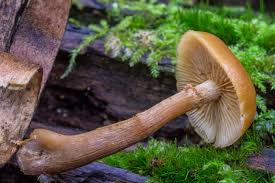 Attēlu rezultāti vaicājumam “Galerina marginata”