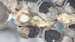 Attēlu rezultāti vaicājumam “Diderma crustaceum”