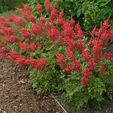 Image result for Astilbe