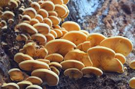 Attēlu rezultāti vaicājumam “Phyllotopsis nidulans”