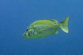 Image result for Lutjanus jocu