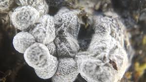 Attēlu rezultāti vaicājumam “Badhamia lilacina var. megaspora sessile”