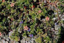 Attēlu rezultāti vaicājumam “Anagallis arvensis”