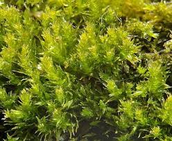 Attēlu rezultāti vaicājumam “Platygyrium repens”