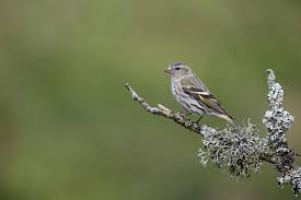Attēlu rezultāti vaicājumam “Carduelis spinus female”