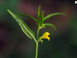 Attēlu rezultāti vaicājumam “Melampyrum sylvaticum”