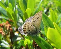 Attēlu rezultāti vaicājumam “Vacciniina optilete female”