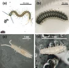 Attēlu rezultāti vaicājumam “Myriapoda”