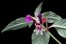 Attēlu rezultāti vaicājumam “Lythraceae”